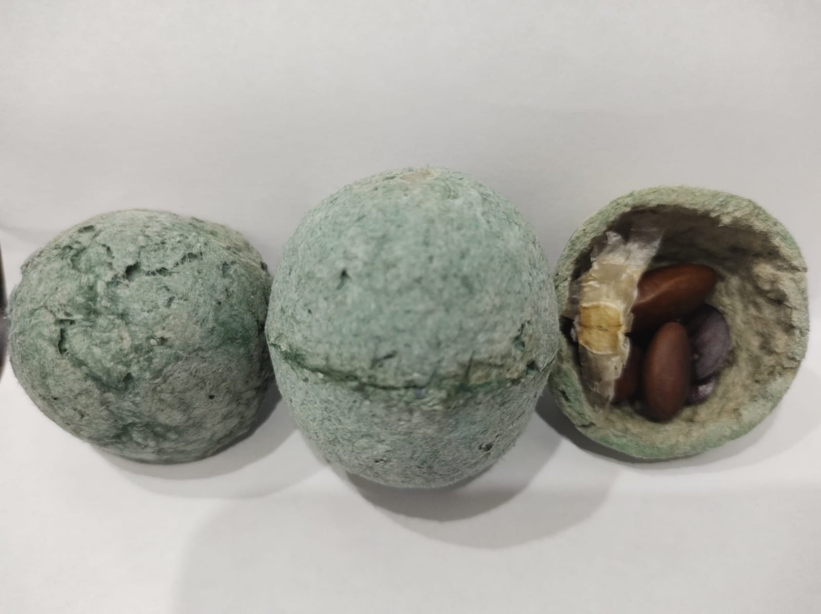 Projeto de Reflorestamento 1