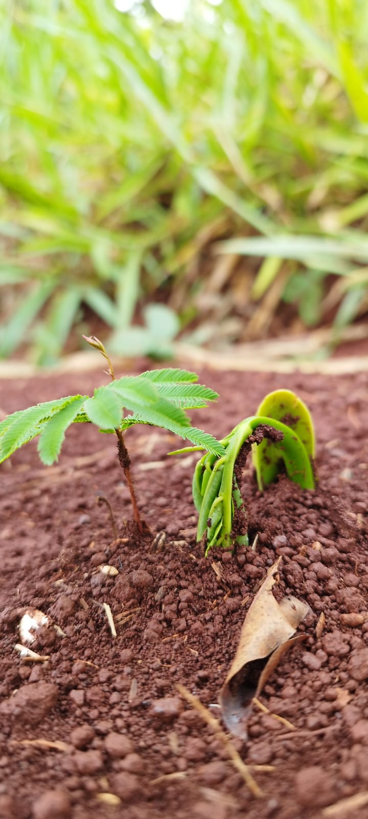 Agricultura Sustentável